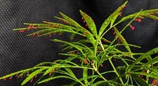 Phyllanthus sp. red for sale  Reddick