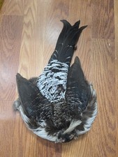 Pen raised white for sale  Hill City