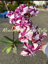 Last phalaenopsis rocknrolla for sale  SHREWSBURY