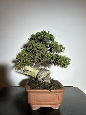 juniper bonsai for sale  Irvine