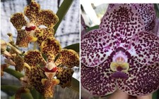 New hybrid kulwandee for sale  Bonita Springs