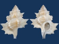 Shell Biplex Perca Seashell comprar usado  Enviando para Brazil