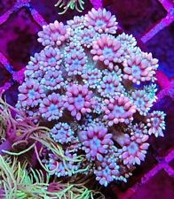 Rainbow goniopora live for sale  Placentia