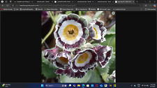 Primula auricula grey for sale  DURHAM