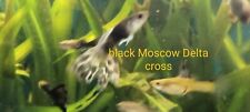 Breeding pair black for sale  San Antonio