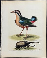 Edwards short tailed for sale  Franklin