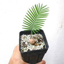 Dioone edule palma usato  Napoli