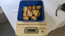 Elephant garlic 2025 for sale  Mcminnville