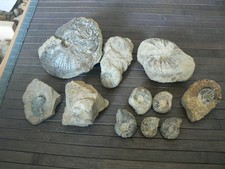 Lot ammonites oxfordien d'occasion  Pavilly