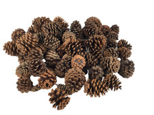 Real pine cones for sale  Mcminnville