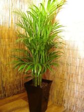 Large areca palm for sale  BIRMINGHAM