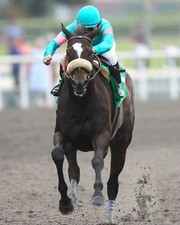 Champion racehorse zenyatta for sale  USA
