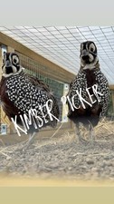 Rare mearns quail for sale  ROTHERHAM