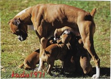 573 boxer hündin gebraucht kaufen  Perleberg