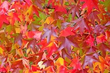 American sweetgum liquidambar for sale  Massillon