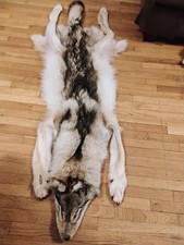 wolf pelt for sale  Peabody