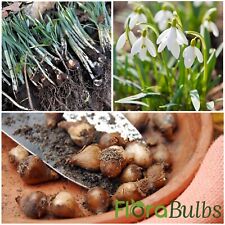 Single snowdrop bulbs for sale  WISBECH