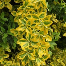 golden euonymus shrub for sale golden euonymus shrub for sale Gloucester Point