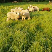 Shiloh orchard grass for sale  Odessa