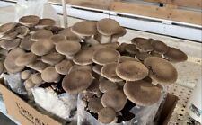 Ballette funghi cardoncelli usato  Tolve