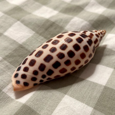 Large beautiful scaphella for sale  Ballwin