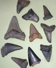 Megalodon mako angustiden for sale  BURGESS HILL