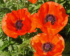 Oriental poppy papaver for sale  READING