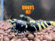 Purple metallic nanacy for sale  Portland
