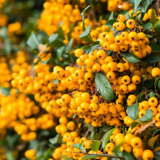 Piracanta gialla pyracantha usato  Valmacca