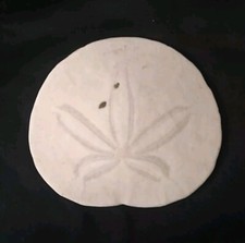 3.25 sand dollar for sale  Danville