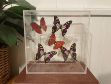 Vintage butterfly taxidermy for sale  River Falls