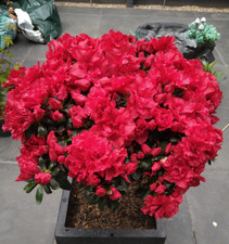 Azalea japonica tree for sale  RENFREW