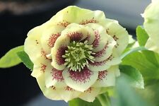 Helleborus hellebore orientali for sale  CRANBROOK