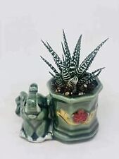 Succulents live plants for sale  Menifee
