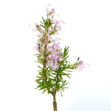 Rosmarinus officinalis majoric usato  Napoli