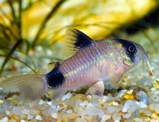 Panda corydoras usa for sale  Akron