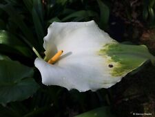 Zantedeschia aethiopica green for sale  HIGH WYCOMBE