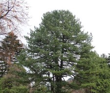 Pinus koraiensis pino usato  Napoli