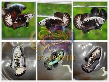 Pair high quality for sale  Houston