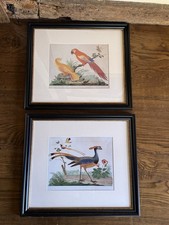 Pair framed bird for sale  TENTERDEN