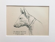 Bull terrier dog for sale  NORWICH