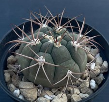 Gymnocalycium saglionis minus usato  Trivignano Udinese