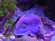 Mushroom purple marine for sale  WALSALL