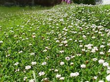 Pianta lippia nodiflora usato  Caravaggio