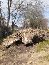 Large ash wood for sale  NORTHAMPTON