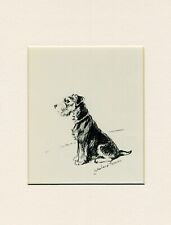 Lakeland terrier lovely for sale  COLEFORD