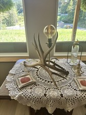 Real deer antler for sale  Lexington