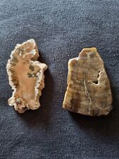 fossil wood for sale  NORWICH