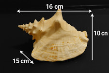 Conchiglia grande fossile usato  Catania