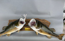 Huge vintage largemouth for sale  Inglis